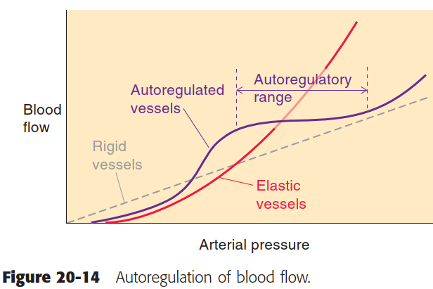 Boron 14-2 Autoregulation of blood flow